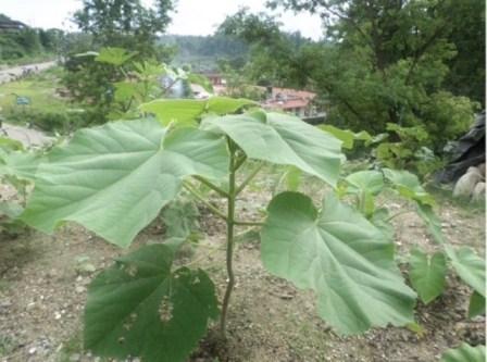 सिन्धुली जिल्लामा राजकुमारी वृक्ष (पाउलोनिया)को व्यावसायिक खेती सुरु