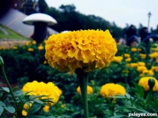 marygold
