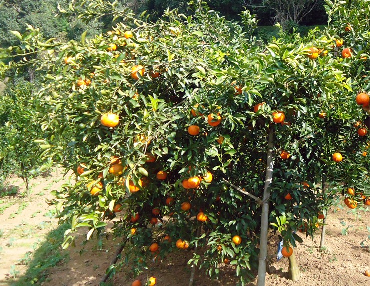 सुन्तला जोन कार्यक्रम शुरु