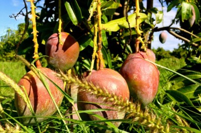1463568311_mango