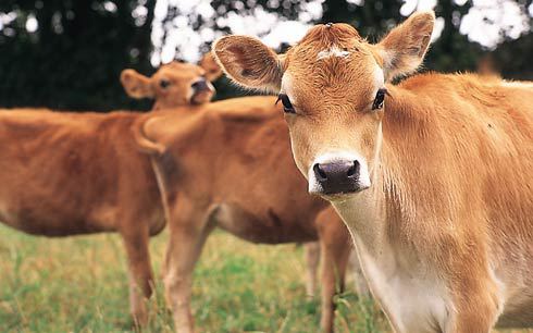 गौशालामा गौमूत्र प्रशोधन गर्न ‘प्लान्ट’ जडान