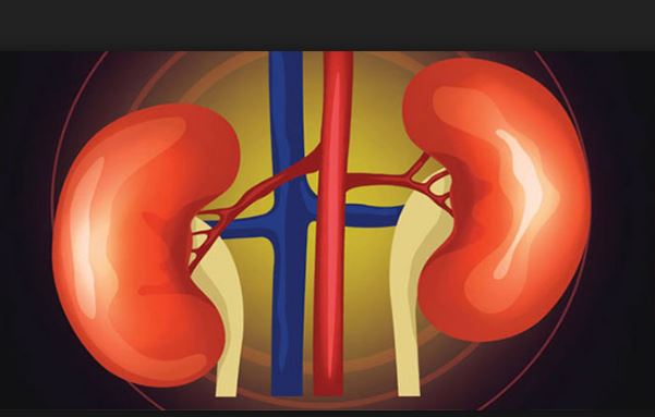 किड्नी पत्थरीबाट हप्ता दिनमै छुटकारा – प्राकृतिक उपचार बिधी