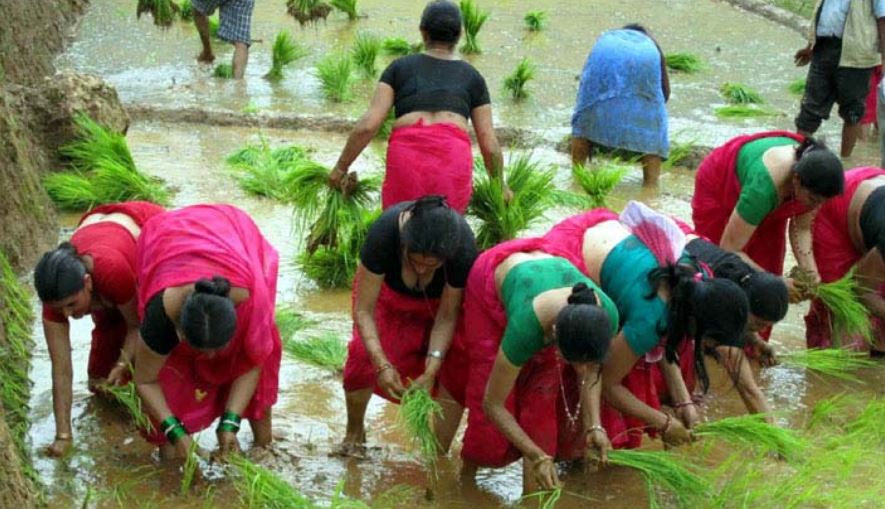 आज असार १५ अर्थात् राष्ट्रिय धान दिवस मुलुकभर मनाइँदै