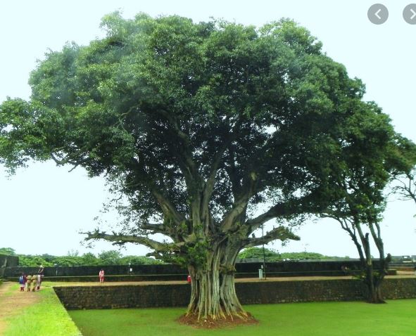 सोमवार परेको औँशी तिथिको महत्व।