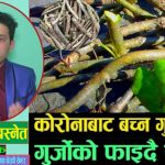 कोभिड -१९ कोरना भाईरस को अचुक औषधी गुर्जो : समन सिंह बस्नेत
