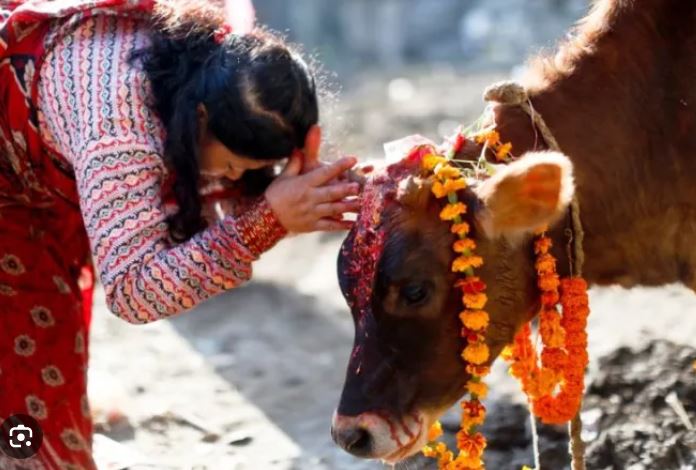 गाई पूजा कहिले गर्ने र कस्ताे छ धार्मिक महत्व ?